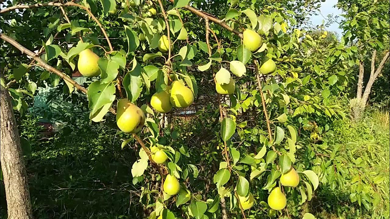 Сорт груши чижовская. Груша чижовская колоновидная. Груша чижовская сажать. Груша чижовская дерево. Груша чижовская сажать.