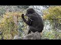 gorilla Sumomo's daily life.782