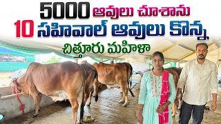 రాజుస్తాన్ వెళ్లి 5000 ఆవులు చూసి సహివాల్ ఆవులు కొన్న మహిళా రైతు || 5000 Sahiwal Cows Price 