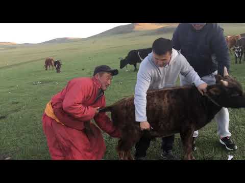 Видео: Амьтан устахаас урьдчилан сэргийлэх ажилд оролцох 3 арга зам