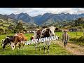 Ganado Normando: Motor de la economía en Boyacá - TvAgro por Juan Gonzalo Angel