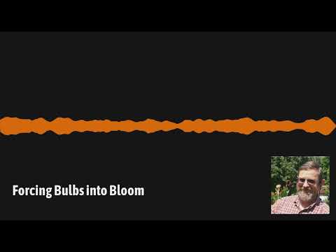 Video: Jaarrond-potbolle - Hergebruik van geforseerde bolle in potte na blom