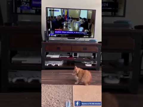 Video: Cum Să Consolezi O Pisică Speriată