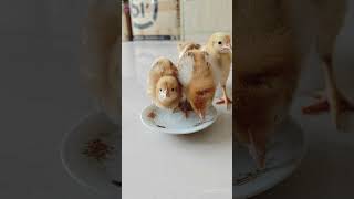 Cute Chicks Drink Water#Cute #Chicks