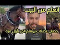 تعليم حصان عضلات الجر لأول مرة تعليم حصان عضلات الجر لأول مرة
