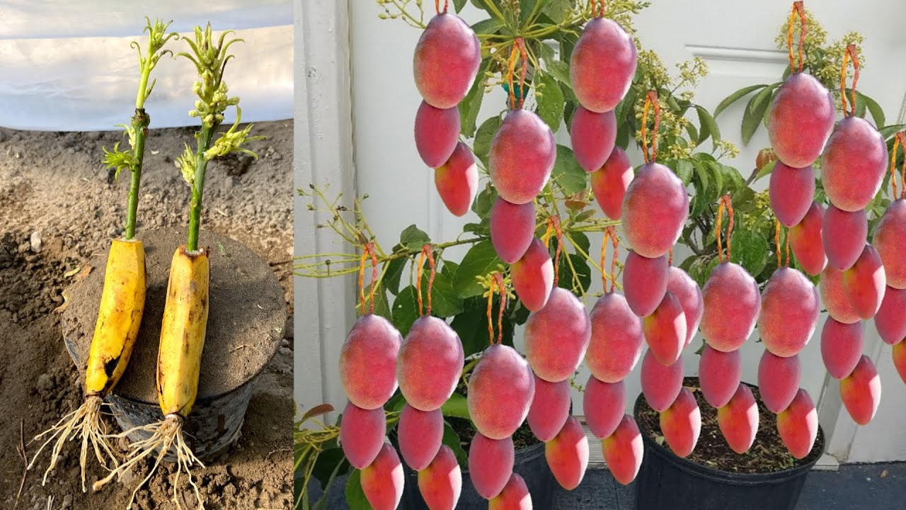 Very Simple Technique Using Bananas Growing Mango Trees And Get Many very-simple-technique-using-bananas-growing-mango-trees-and-get-many