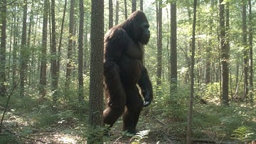 Real Bigfoot Videos that are 100% NOT AI