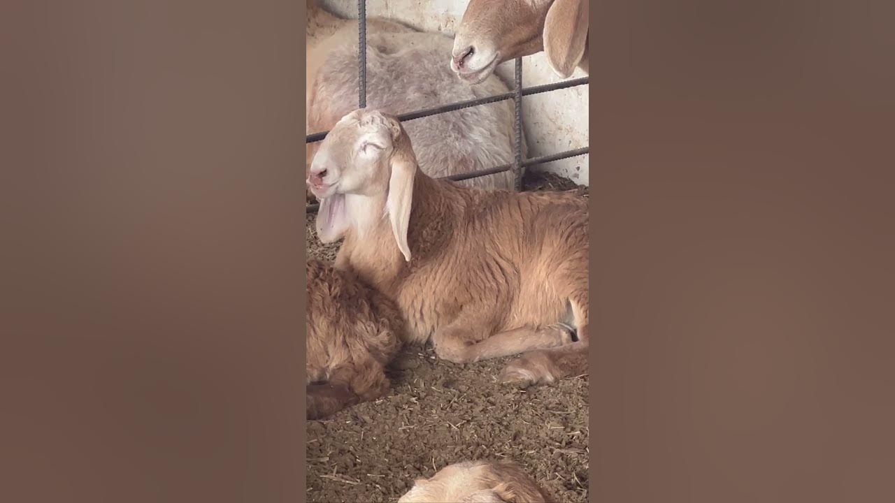 Ассалому алейкум ахли гурух, томоша Арани угли бир неча хафталик ...