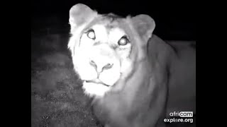 Nkorho Cam ~ Imbali Pride ~ Youngster discovers the cam! June 10, 2023