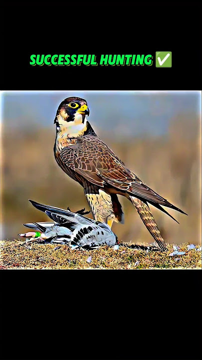 Peregrine falcon hunting Rock pigeon😱#animals#wildlife#peregrinefalcon#pigeon#shorts