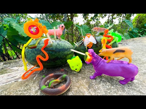 Video Trò chơi quả dưa hấu thần kỳ - bên trong có rất nhiều... - YouTube