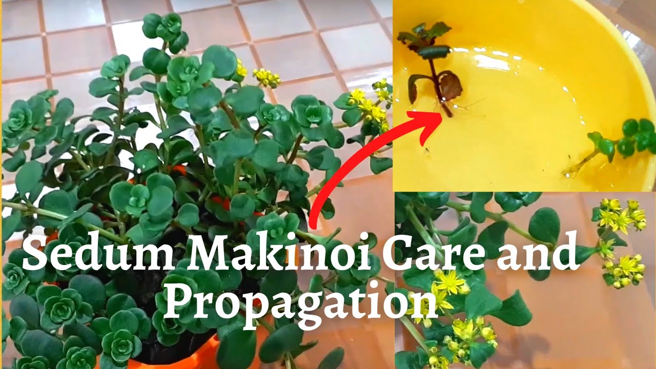 Sedum Makinoi care and propagation