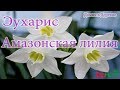 Эухарис ! Амазонская лилия во что посадить ?