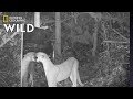 Amazon Animals Discover Themselves in a Mirror | Nat Geo Wild