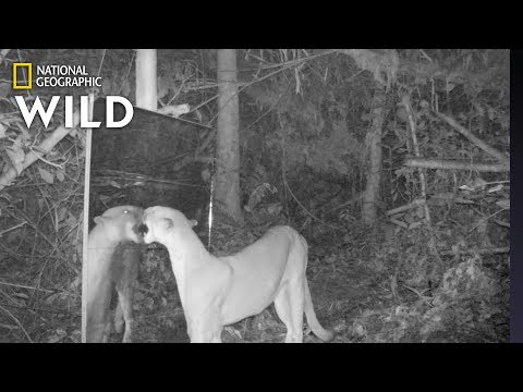 Amazon Animals Discover Themselves in a Mirror | Nat Geo Wild