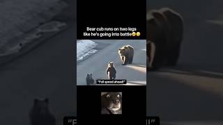 Bear run🤣 #fyp #viral #animals #bear #bears #funny #nature #lol #aww #fypシ #shorts #ytshorts #yt