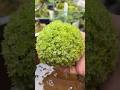 苔玉日和。　#苔玉　#mossball