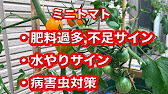トマト 水やり 追肥サイン 病害虫対策 Youtube トマト 水やり 追肥サイン 病害虫対策 Youtube