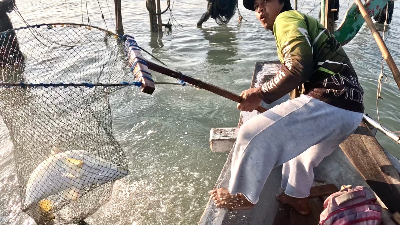 NGERI Akhirnya naik juga IKAN BARRAMUNDI besar !! Mancing kakap putih