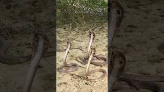 Har Har Mahadev 🙏 Snake Release into the forest Area 😱 #murliwalehausla
