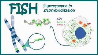 Fluorescence In Situ Hybridization (FISH) || Application of FISH || Clinical relevance of FISH screenshot 5