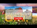 Cozy Field Of Flowers (6 Sceneries) ASMR | Steph&#39;s Cozy Vibe