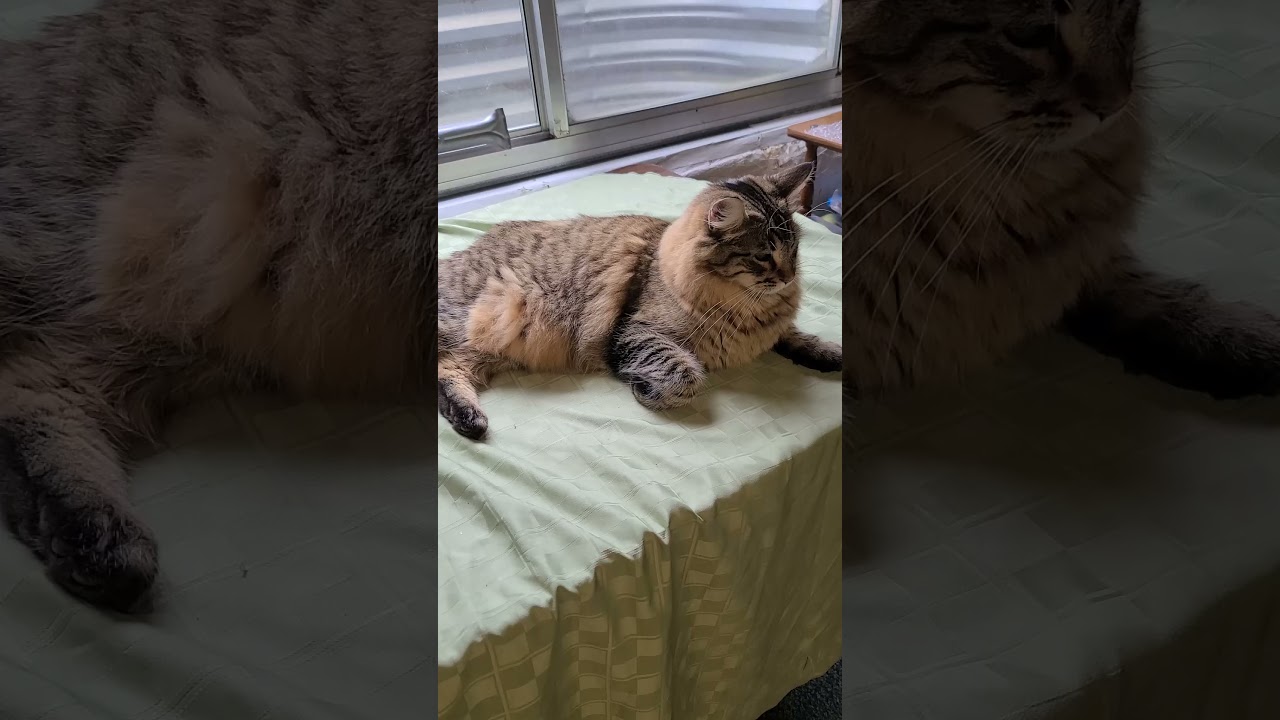 Mr. Meowmeow’s Basement Confession: The Nightmare of the Evil Vacuums! 