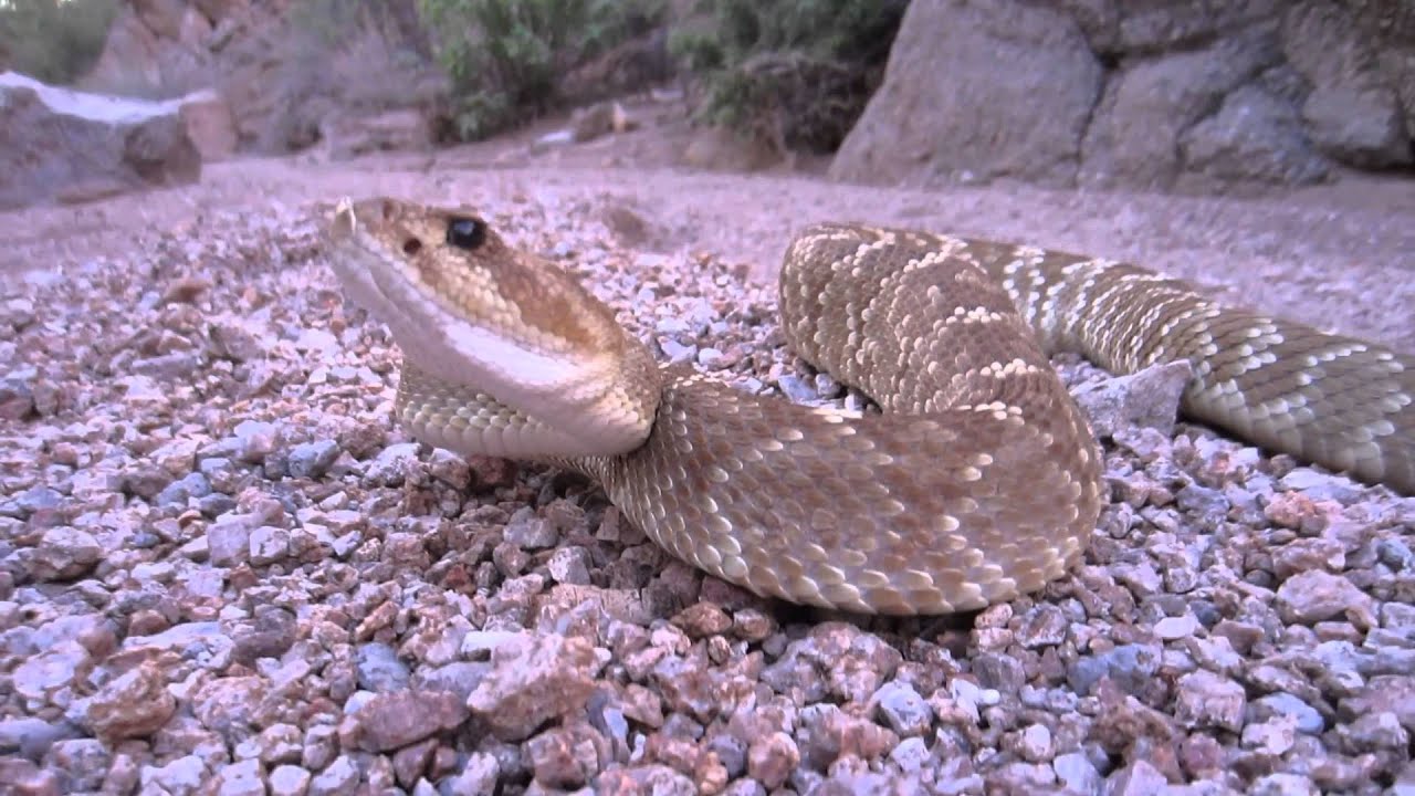 Northern Blacktailed Rattlesnake