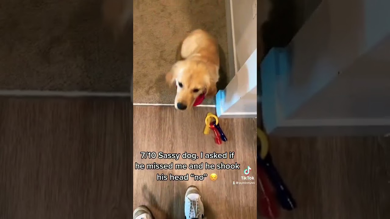 RATING MY DOGS WELCOME HOME GREETINGS PART 3 ! 💛 | Cutest welcome home reactions 🥰 #shorts #puppy