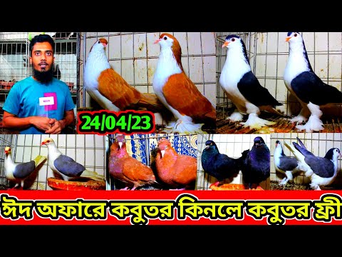 ঈদ অফারে কবুতর কিনলে কবুতর ফ্রী | সীমিত দামে ফেন্সি কবুতর বিক্রি হবে