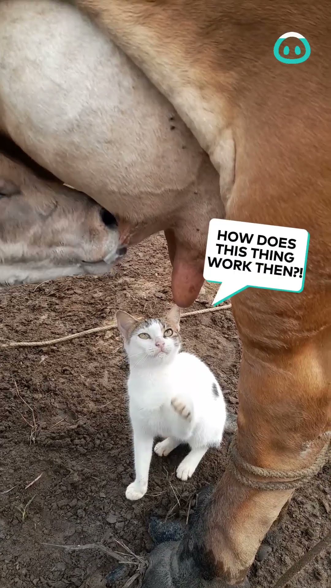Farm Cat Wants Milk || ViralHog
