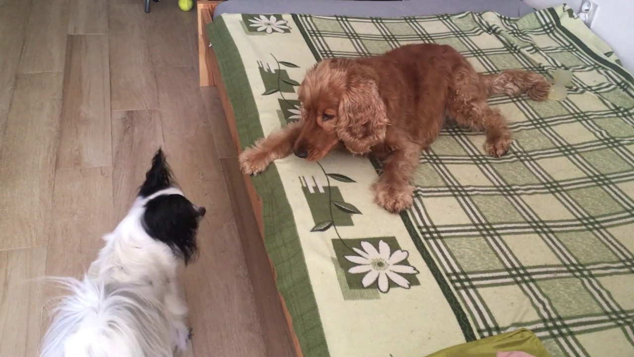 cocker spaniel talking