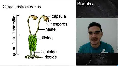 Quais são as plantas avasculares?