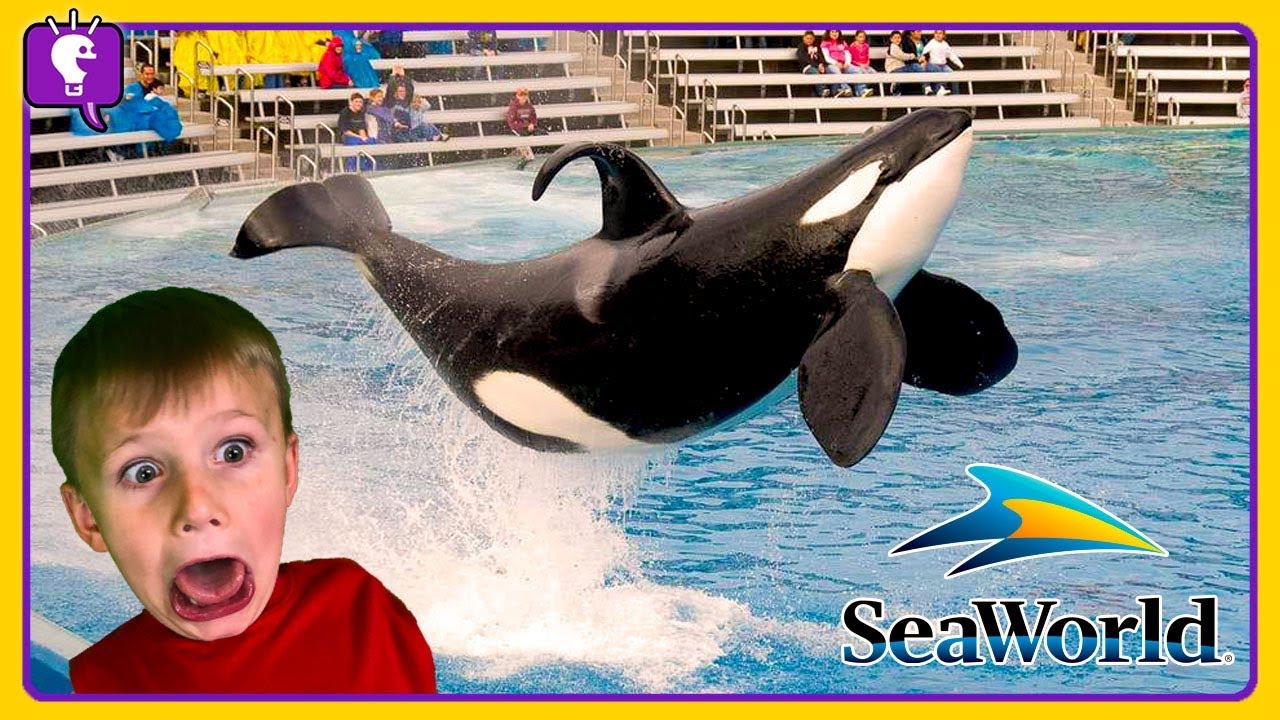 SEAWORLD Roller Coasters! Dolphins and Whales -- Vacation Trip 2018 with HobbyKidsTV