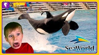 seaworld roller coasters dolphins and whales vacation trip 2018 with hobbykidstv