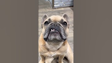 Making friends is hard #dogparents #frenchbulldog #dogdad #doggydaycare cred @jasonbankscomedy