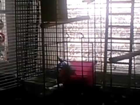 camera iphone 8 plus apk Parakeet Eating