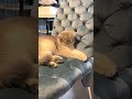 眠くて2段落ちするあさぎさん#shorts #あさぎ #猫 #cat