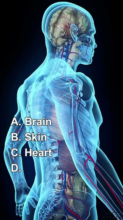 what-s-the-heaviest-organ-in-the-human-body-shorts-youtube