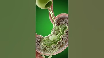 what Really Happens Inside Your Body When You Eat an Apple | 3D Transparent Anatomy