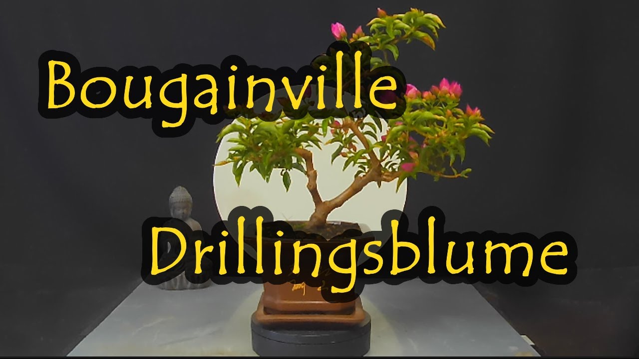 Bougainville-Bougainvillea-Drillingsblume