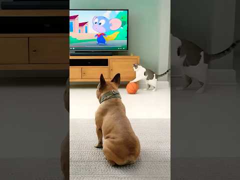 قطة ماكرة يا أمي هذا ليس عدل ا مضحك محبو القطط محبو الحيوانات سروال كلاب