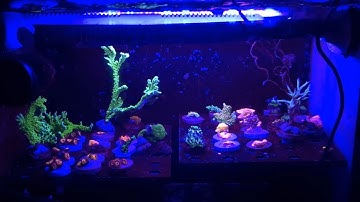 Red Sea Reefer In-Sump Frag Tank v2.0