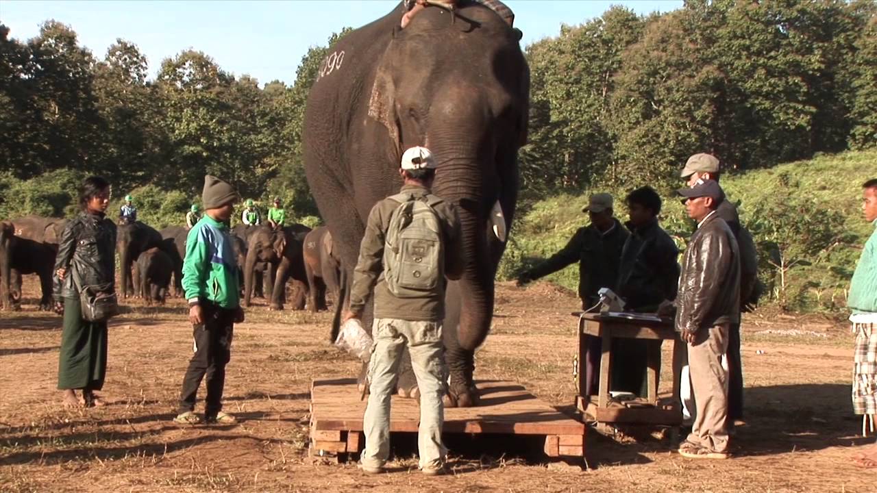 Burmese working Elephants YouTube