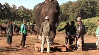 Burmese working Elephants