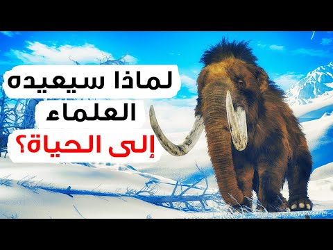 فيديو: هل الماموث الصوفي فيل؟