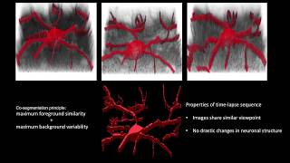 Neurite Reconstruction From Time-Lapse Sequences Using Co-segmentation