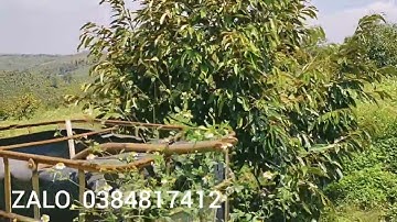 (92) bán vườn sầu riêng đông đặc DT 5 ha , có 750 cây sầu riêng năm thứ 4