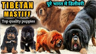 Tibetan mastiff Puppies | क्या आप ये बाते जानते हो इस ब्रीड के बारे मे ? | Ultimate Tibetan mastiff