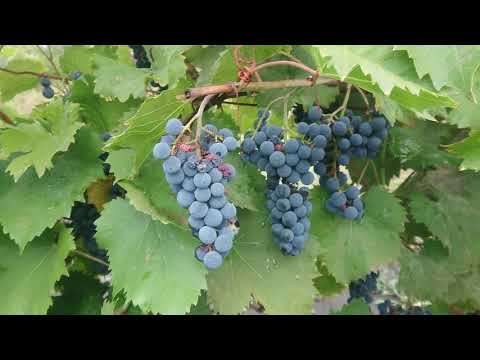 Советы по нормированию винограда сорта Маркетт и Фронтиньяк-гри